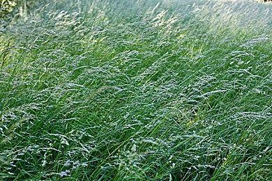 《迪士尼梦幻星谷》将联动《怪兽电力公司》 大眼仔和毛怪登场